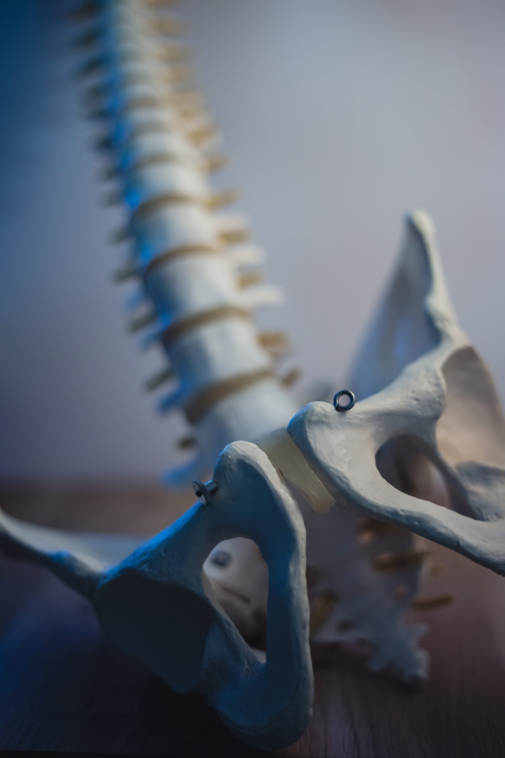 Tailbone Pain- Could It Be The Coccygeus? — Flow Rehab