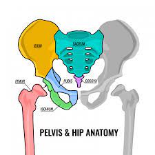 round ligament hip